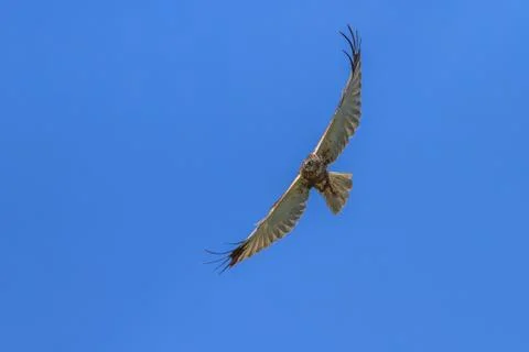 Bird of prey Stock Photos