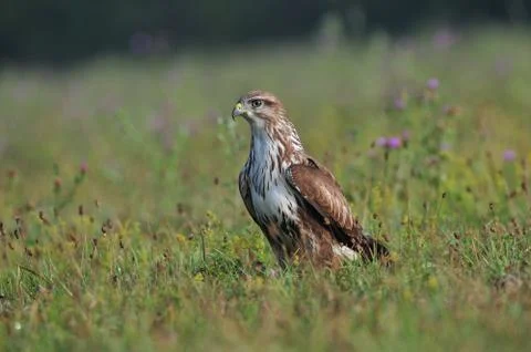 Bird of prey Foto stock