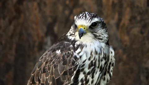 Bird of prey Stock Photos