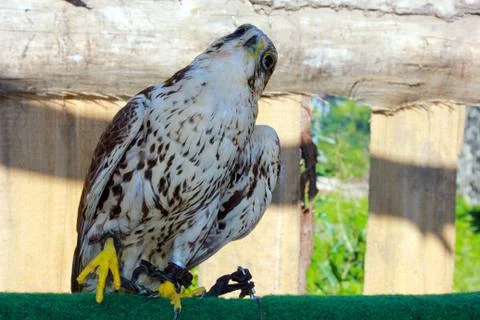 Bird of prey Stock Photos