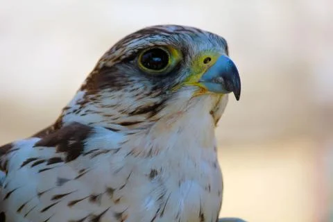 Bird of prey Foto stock