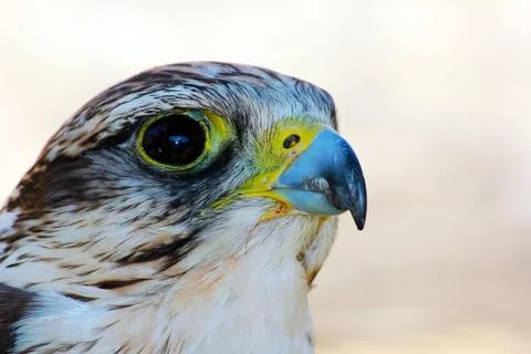 Bird of prey Stock Photos