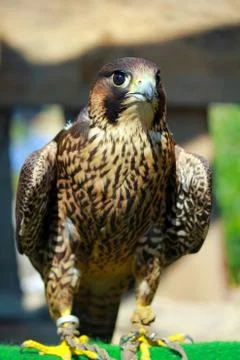 Bird of prey Stock Photos