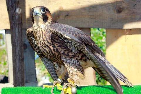 Bird of prey Stock Photos