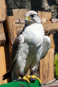 Bird of prey Stock Photos