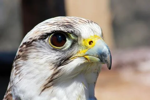 Bird of prey Stock Photos