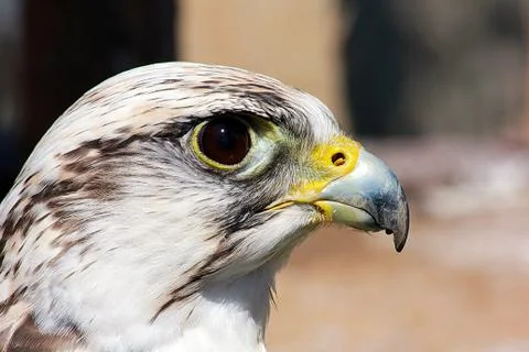 Bird of prey Stock Photos