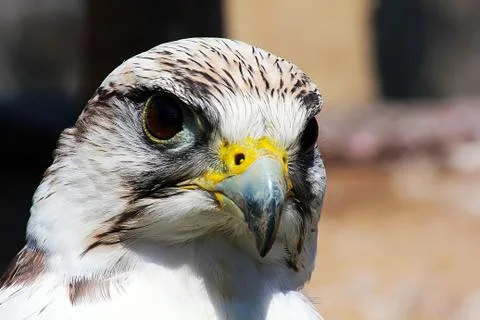 Bird of prey Stock Photos