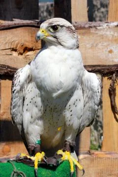 Bird of prey Stock Photos