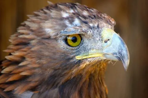 Bird of prey Stock Photos