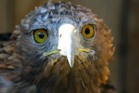 Bird of prey Stock Photos