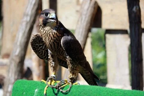 Bird of prey Stock Photos