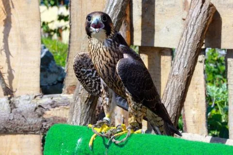 Bird of prey Stock Photos