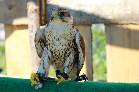 Bird of prey Stock Photos