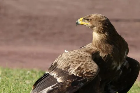 Bird of Prey Stock Photos
