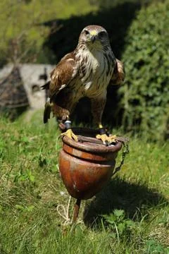 Bird of prey Stock Photos