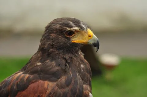 Bird of prey Stock Photos