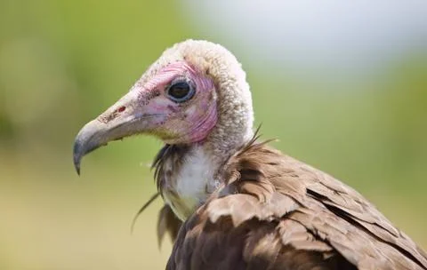 Bird of prey Stock Photos