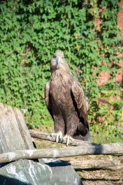 Bird of prey Stock Photos