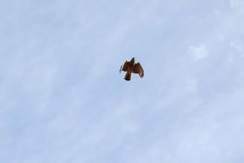 A bird of prey Stock Photos