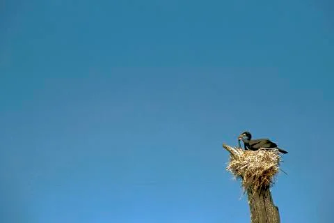 Bird with Prey Stock Photos