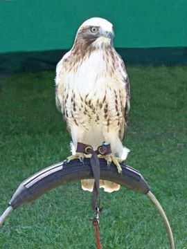 Bird of Prey. Stock Photos
