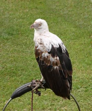Bird of Prey. Stock Photos