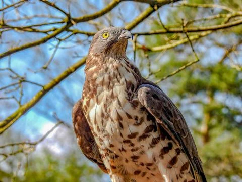 Bird of prey Stock Photos