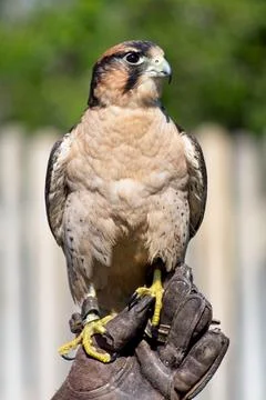 Bird of Prey, Stock Photos