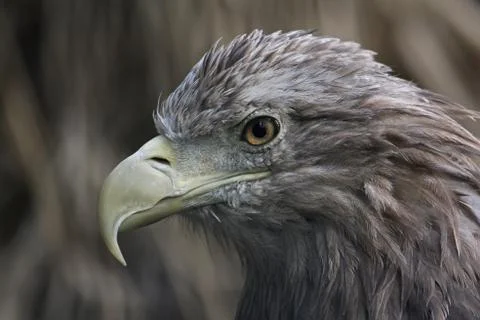 Bird of prey. Portrait of an eagle. Stock Photos