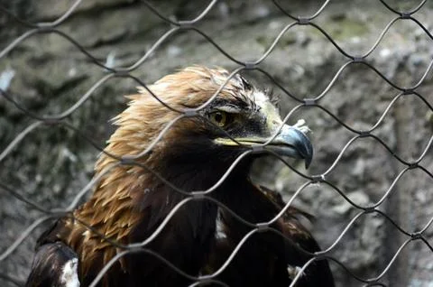 Bird of prey, profile of the steppe eagle Stock Photos
