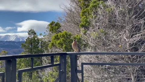 Bird of Prey on the Railing at a Lookout Platform in Neuquen, Argentina.  Stock Footage 205520708