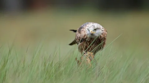 Bird of prey Red kite, Milvus milvus, sitting in the march grass meadow Stock Footage 87278843