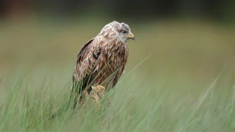 Bird of prey Red kite, Milvus milvus, sitting in the march grass meadow Видео 87278858