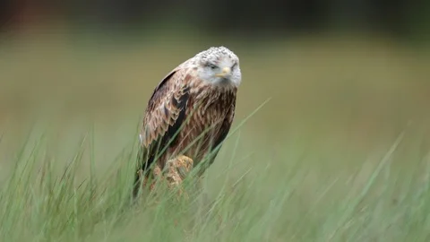 Bird of prey Red kite, Milvus milvus, sitting in the march grass meadow Vídeos de archivo 87278902