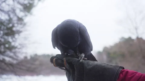 A Bird of Prey with sharp Beak perched on a persons arm under the Sky Vidéo 270485693