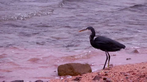 Bird of prey on the shore  Stock Footage 1216447