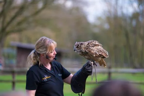 Bird of prey show Foto stock