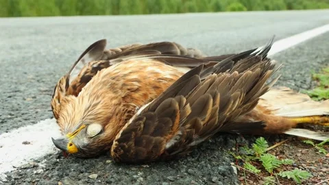 Bird of prey on the side of the highway, killed by a car Stock Footage 279174574