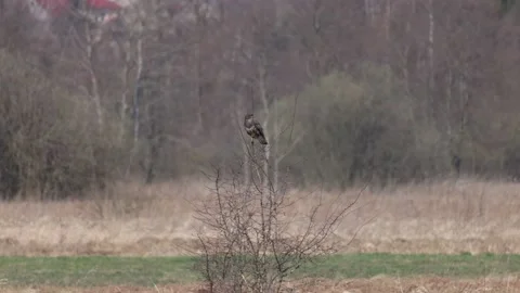 A bird of prey sits on a tree, 4K slomo Stock Footage 176294138