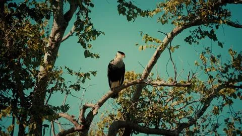 Bird of prey sits on a tree branch Fotos de archivo