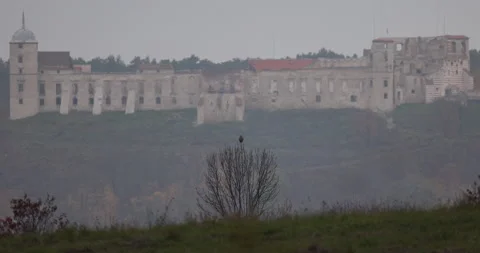 Bird of prey sits on a tree, castle in the background, 4K slomo Stock Footage 166172558