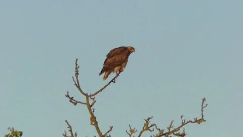 Bird of Prey Sitting in Crown of Tree in Evening Light Stock Footage 313952010