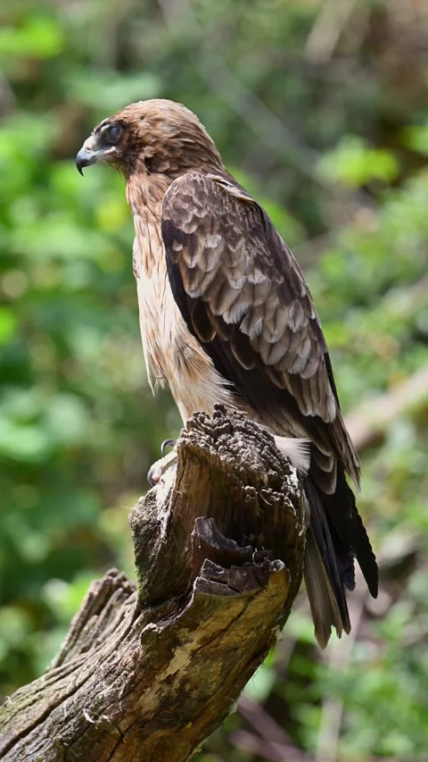Bird of prey sitting on top of dry stub Stock Footage 258733145