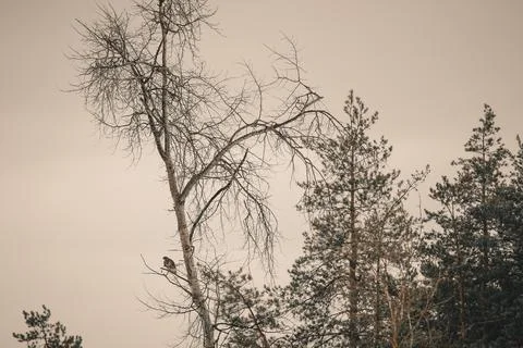Bird of prey sitting on a tree Stock Photos