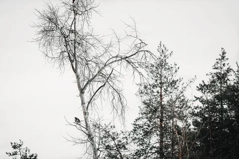 Bird of prey sitting on a tree Stock Photos