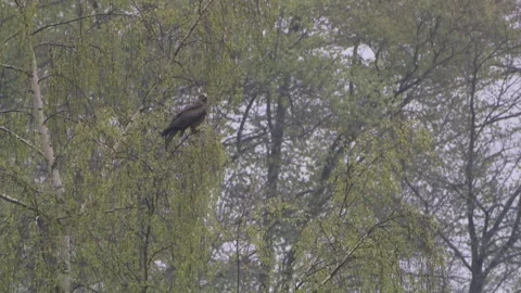 Bird of prey sitting in a tree in spring Stock Footage 263876917