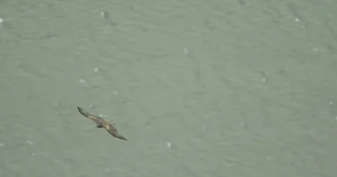 Bird Of Prey In Slow Motion. Stock Footage 86260742