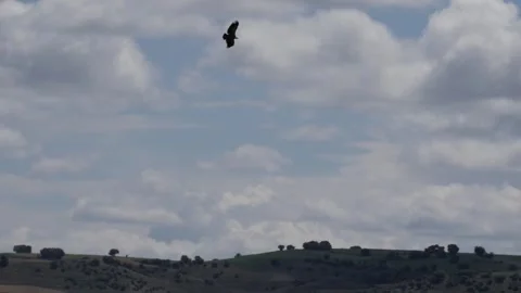 Bird of Prey Soaring Across Cloudy Sky Above Rolling Hills and Natural Landscape Stock Footage 336590020