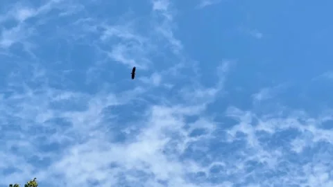 Bird of Prey Soaring High in Blue Cloudy Sky Stock Footage 342320488